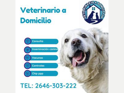 Medicos VETERINARIO ADOMICILIO 