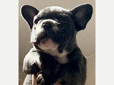 Perros y  Gatos Cachorros Bulldogs Francs de Excelencia 