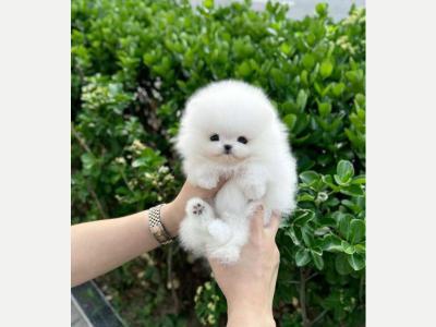 Perros y  Gatos Cachorros de pomerania de pura raza disponibles 