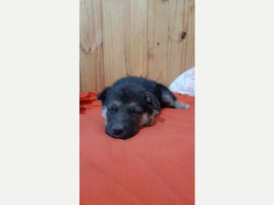 Animales  Varios Ovejero Aleman listo para entregar 