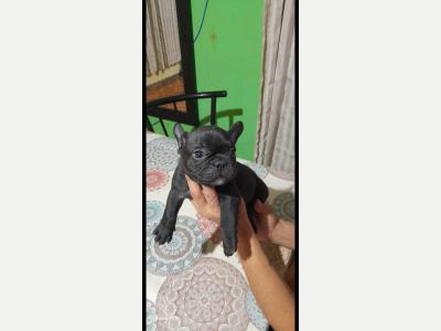 Animales Perros y  Gatos Bulldog  frances