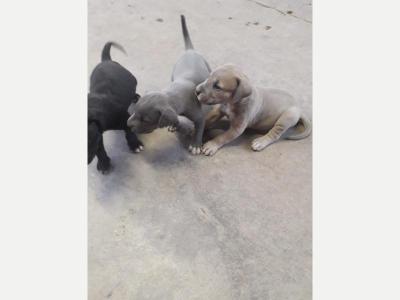 Animales Perros y  Gatos Vendo ltima cachorra gran danes