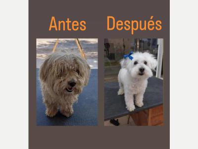 Animales Perros y  Gatos Peluquera canina, bao de mascotas, paseo, alimentos