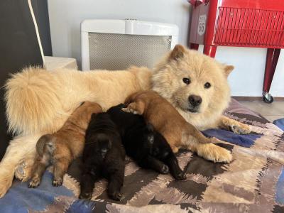 Perros y  Gatos Vendo Cachorros Chow Chow 