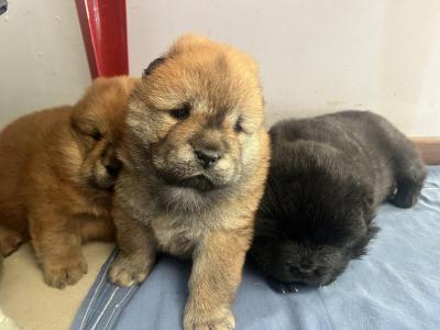 Animales Perros y  Gatos Cachorros Chow Chow