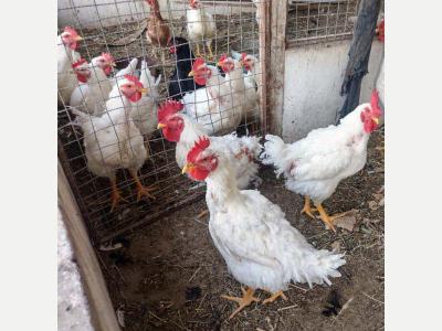 Animales Aves Vendo pollos doble pechuga