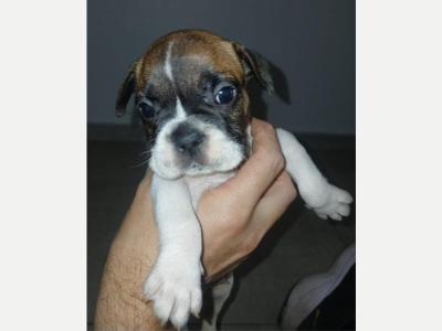 Animales Animales  Varios VENDO BULLDOG FRANCES