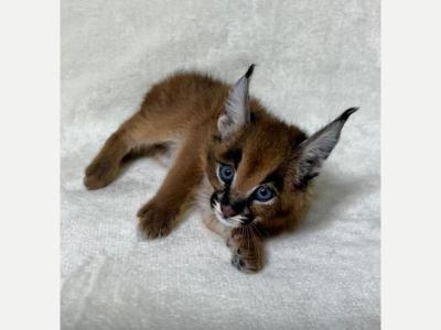 Animales Veterinarias Caracales j�venes disponibles ? Criados en cautiverio