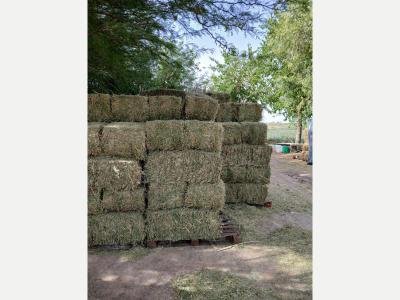 Almacigos Semillas VENTA FARDOS DE ALFALFA 