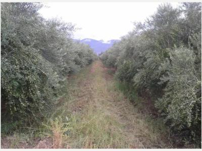  Me ofrezco como encargado de finca de olivos y p�rrales 
