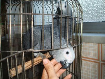 Aves Guacamayos azules y dorados parlantes y loros Grises Africanos bien entrenados con huevos a la venta. 